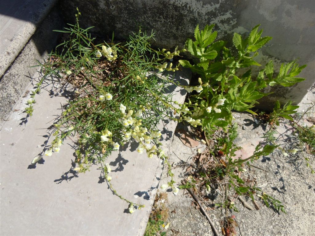 Sconosciuta da identificare - Antirrhinum sp.